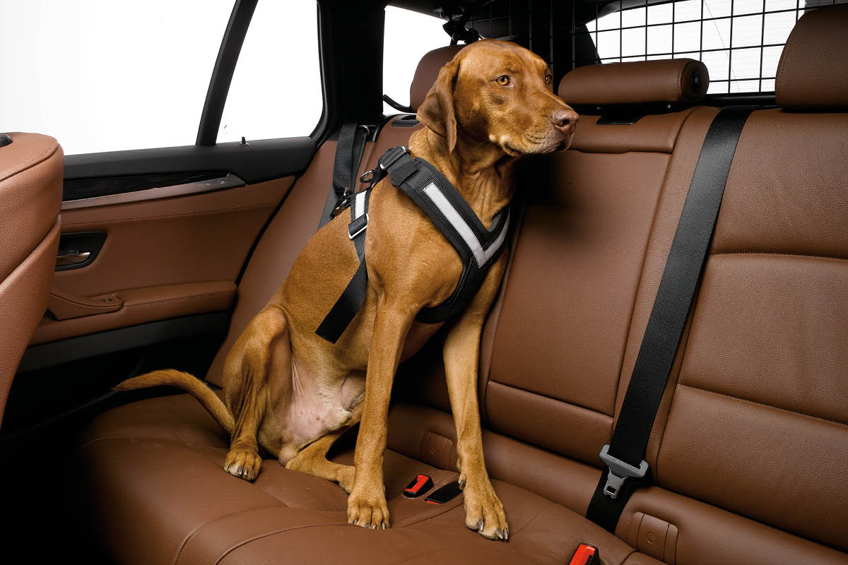 Das Bild zeigt einen braunen Hund, der mit einem speziellen Sicherheitsgeschirr auf dem Rücksitz eines Autos angeschnallt ist.